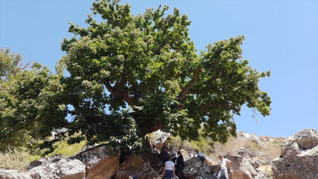 500 yıllık kestane ağacının hikayesi nesilden nesile aktarılıyor