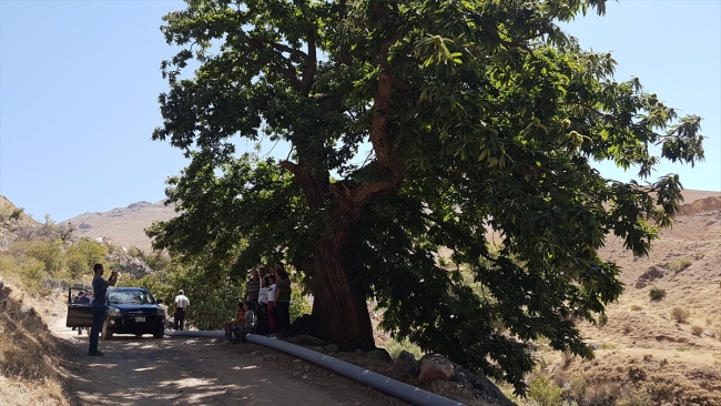 500 yıllık kestane ağacının hikayesi nesilden nesile aktarılıyor