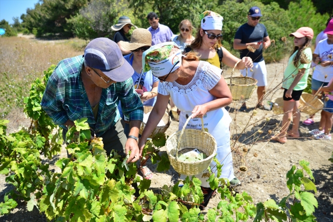 Bozcaada'nın üzümleri agro turizmle tanıştı