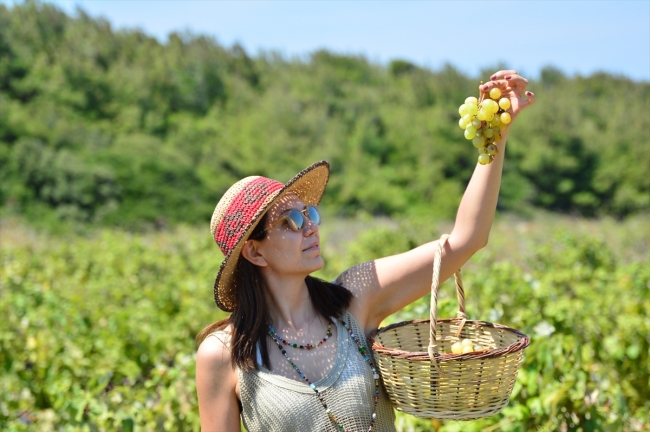 Bozcaada'nın üzümleri agro turizmle tanıştı