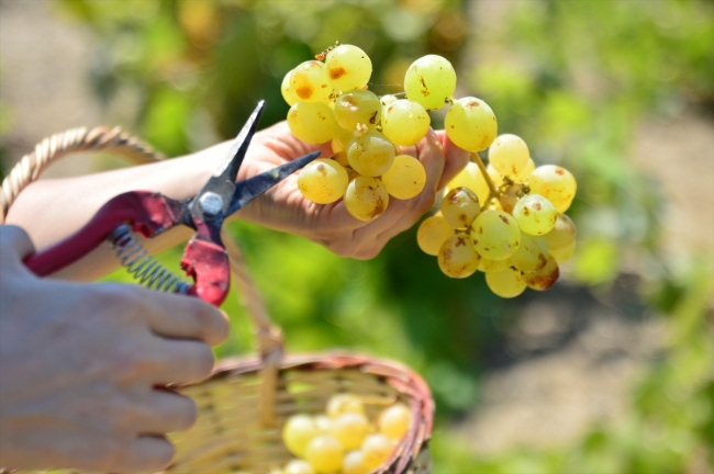 Bozcaada'nın üzümleri agro turizmle tanıştı