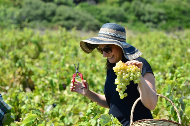 Bozcaada'nın üzümleri agro turizmle tanıştı