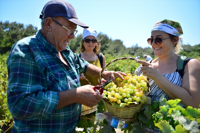 Bozcaada'nın üzümleri agro turizmle tanıştı