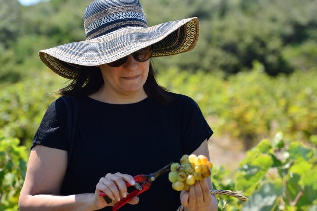 Bozcaada'nın üzümleri agro turizmle tanıştı