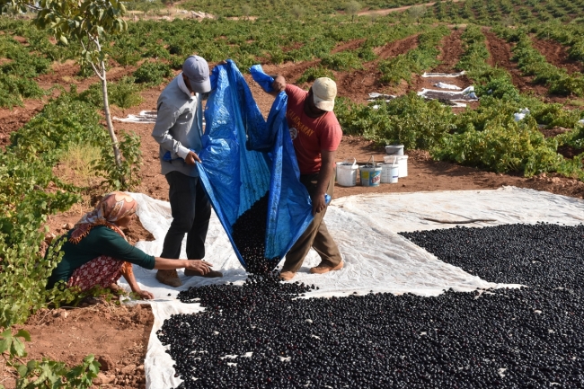 "Peygamber üzümü"nün sofralara zahmetli yolculuğu