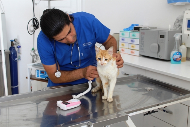 Balıkesir'in uygulama oteli ile sokak hayvanlarına kucak açılıyor