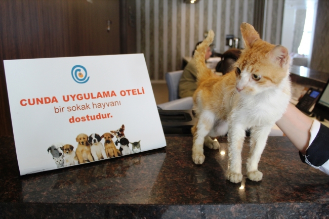 Balıkesir'in uygulama oteli ile sokak hayvanlarına kucak açılıyor