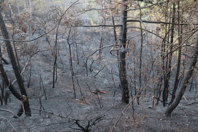 Bolu'da orman yangını kontrol altına alındı