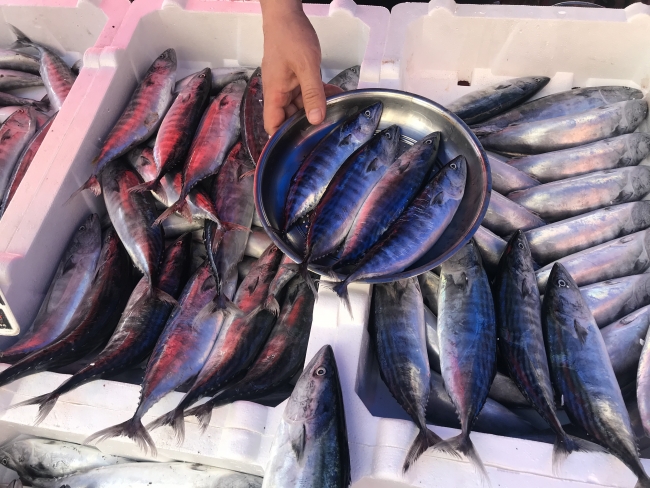 Palamudun fiyatı yarı yarıya düştü