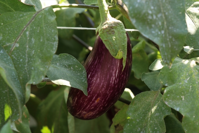 Yamula patlıcanında rekolte sevindirdi