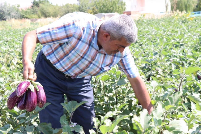 Yamula patlıcanında rekolte sevindirdi
