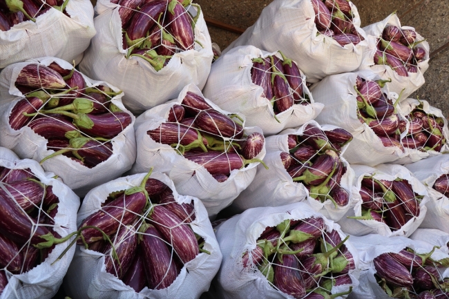 Yamula patlıcanında rekolte sevindirdi