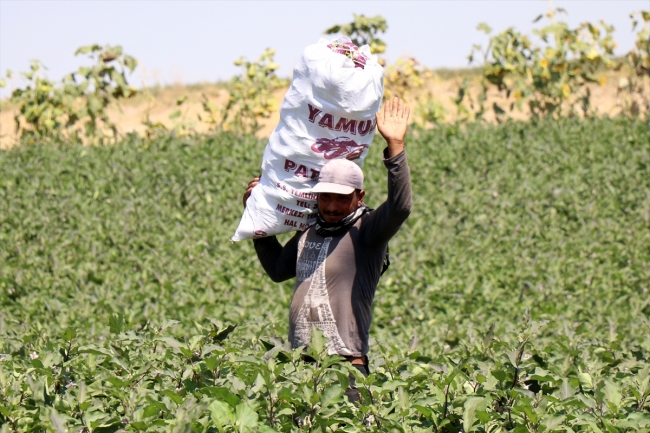 Yamula patlıcanında rekolte sevindirdi