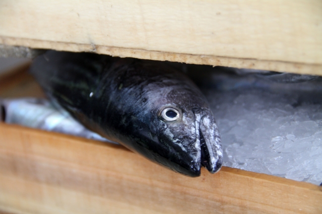 Sezon palamut bereketiyle başladı