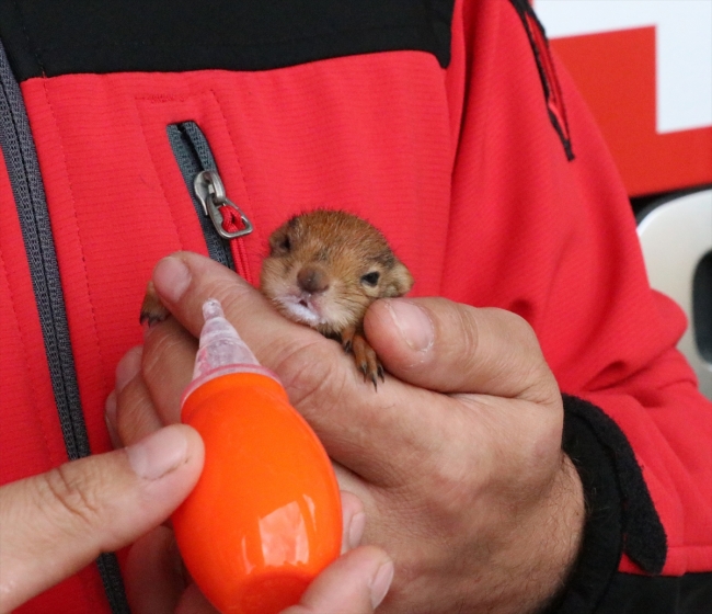 Fıstık ismini verdiği yavru sincaba çocuğu gibi bakıyor
