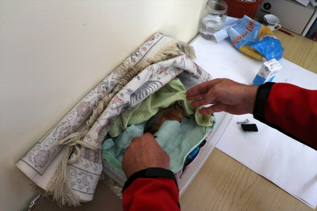 Fıstık ismini verdiği yavru sincaba çocuğu gibi bakıyor