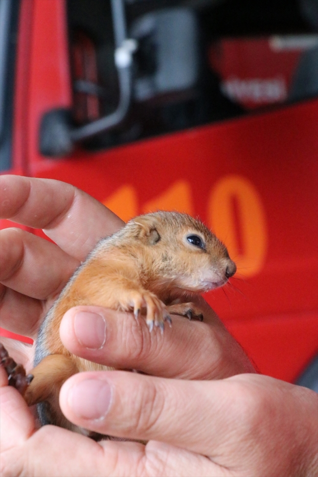 Fıstık ismini verdiği yavru sincaba çocuğu gibi bakıyor