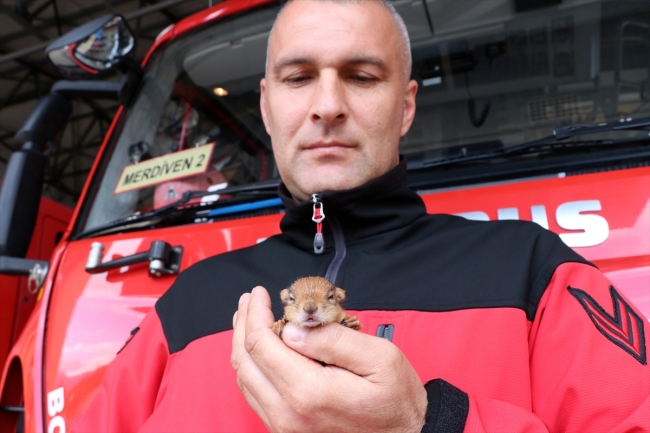 Fıstık ismini verdiği yavru sincaba çocuğu gibi bakıyor