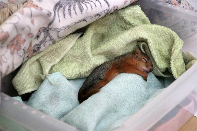 Fıstık ismini verdiği yavru sincaba çocuğu gibi bakıyor