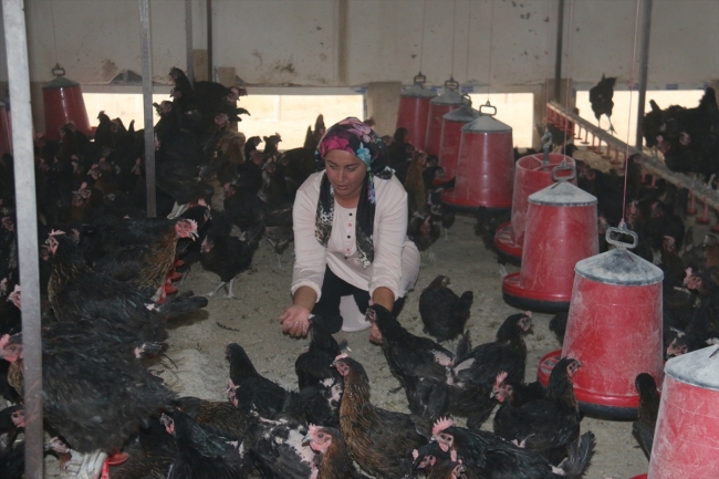 Tavuk çiftliği hayaline devlet desteği