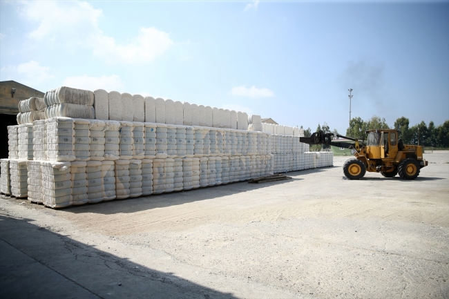 "Beyaz altın" üretiminde sevindiren hareketlilik