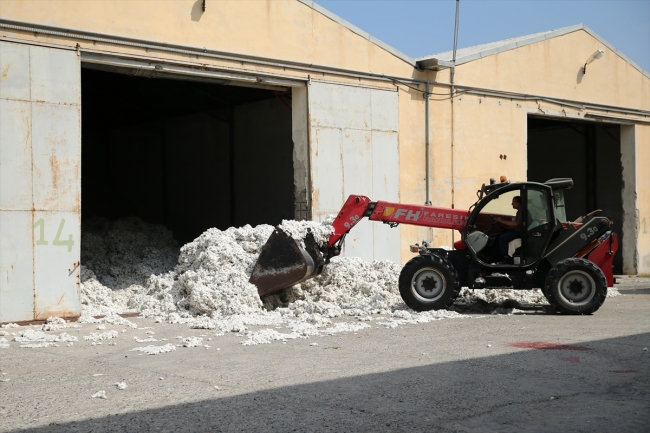 "Beyaz altın" üretiminde sevindiren hareketlilik
