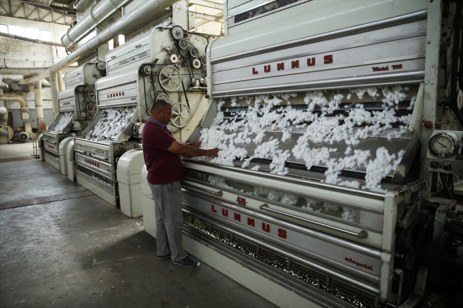 "Beyaz altın" üretiminde sevindiren hareketlilik