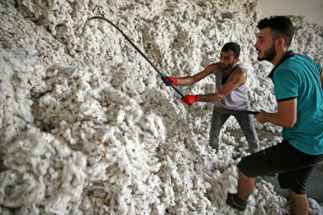 "Beyaz altın" üretiminde sevindiren hareketlilik