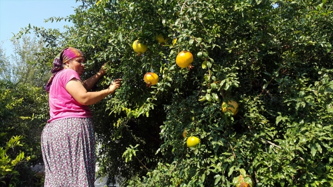 Geleneksel yöntemlerle nar ekşisinin sofralara zahmetli yolculuğu