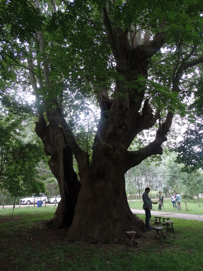 Samsun'da 900 yaşındaki çınar "anıt ağaç" olarak tescillendi