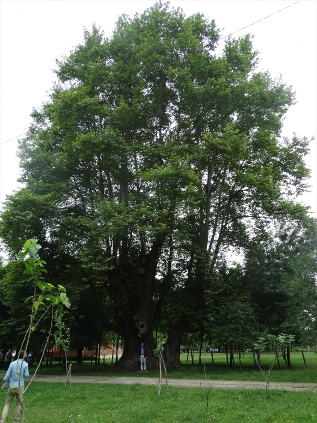 Samsun'da 900 yaşındaki çınar "anıt ağaç" olarak tescillendi