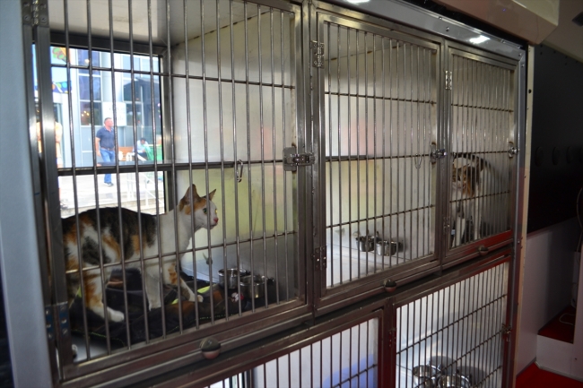 İstanbul'da Vetbüsler ile sokak hayvanlarına klinik hizmeti