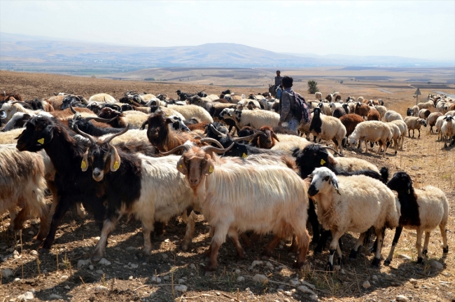 Doğu Anadolu'da yaylacıların dönüş yolculuğu başladı