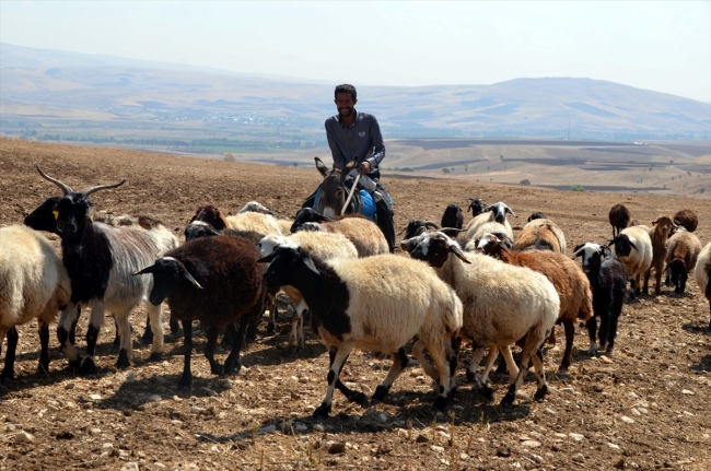 Doğu Anadolu'da yaylacıların dönüş yolculuğu başladı
