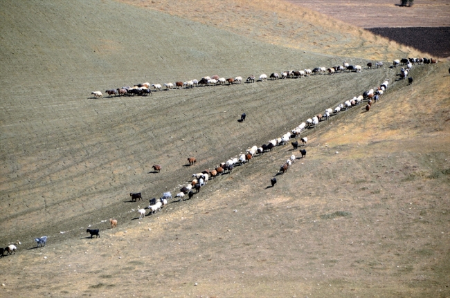 Doğu Anadolu'da yaylacıların dönüş yolculuğu başladı
