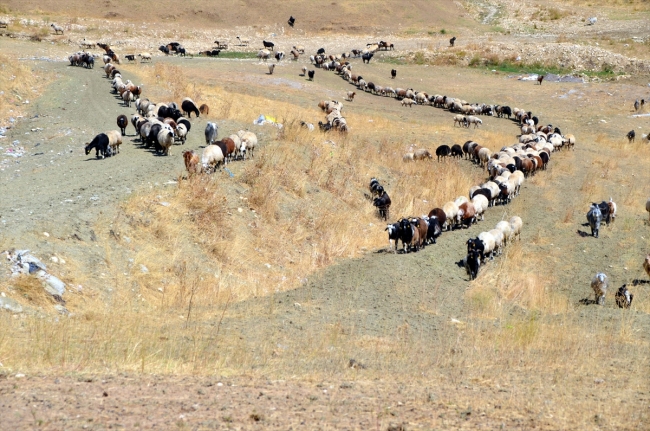 Doğu Anadolu'da yaylacıların dönüş yolculuğu başladı