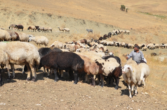 Doğu Anadolu'da yaylacıların dönüş yolculuğu başladı