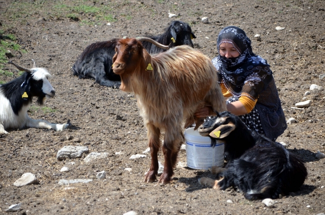 Doğu Anadolu'da yaylacıların dönüş yolculuğu başladı