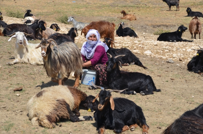 Doğu Anadolu'da yaylacıların dönüş yolculuğu başladı