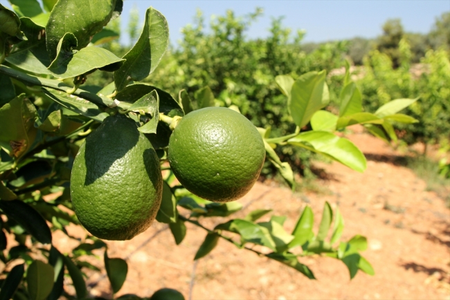 Narenciyede erken hasat ihracatı artırdı