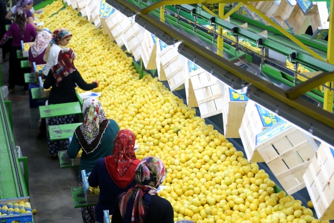 Narenciyede erken hasat ihracatı artırdı