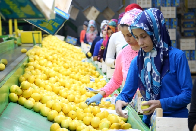 Narenciyede erken hasat ihracatı artırdı
