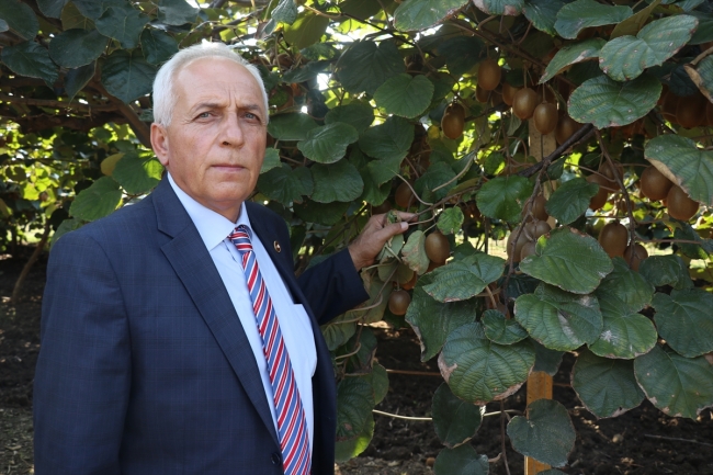 Yalova'da 20 bin tonun üzerinde kivi hasadı bekleniyor