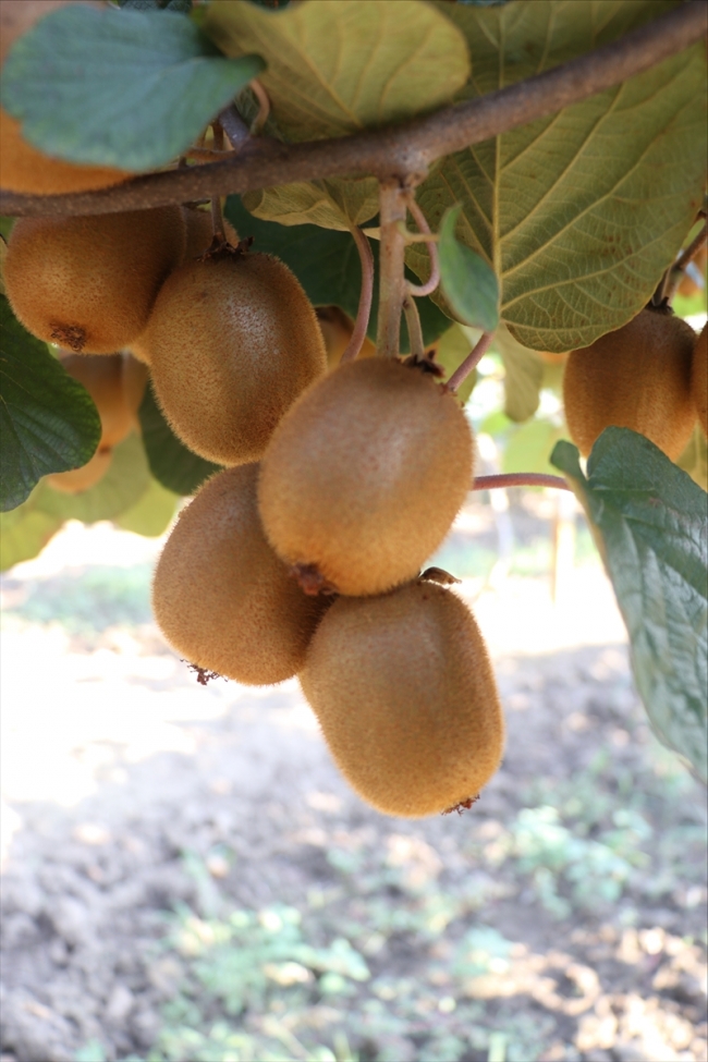 Yalova'da 20 bin tonun üzerinde kivi hasadı bekleniyor