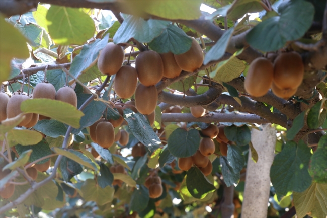 Yalova'da 20 bin tonun üzerinde kivi hasadı bekleniyor