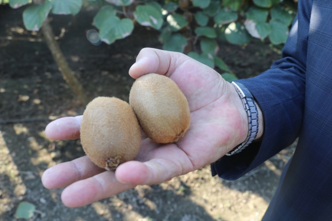 Yalova'da 20 bin tonun üzerinde kivi hasadı bekleniyor