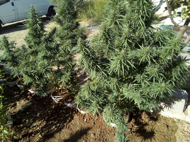 Şanlıurfa'da uyuşturucu operasyonu