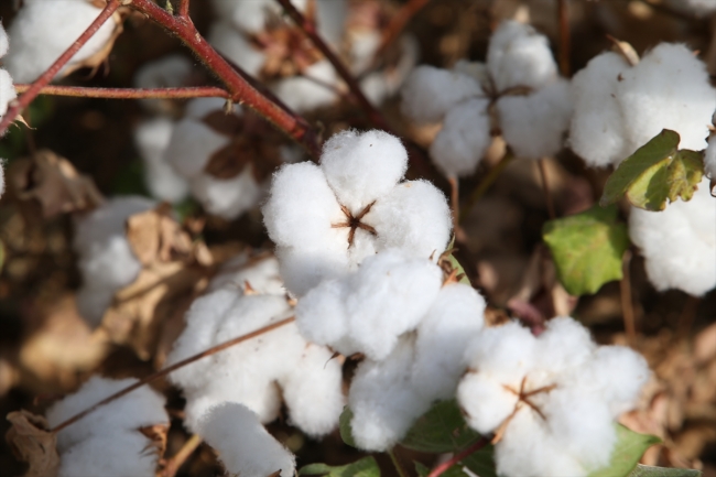 Şanlıurfa'da "beyaz altın" mesaisi