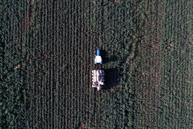 Şanlıurfa'da "beyaz altın" mesaisi