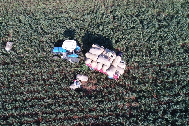 Şanlıurfa'da "beyaz altın" mesaisi
